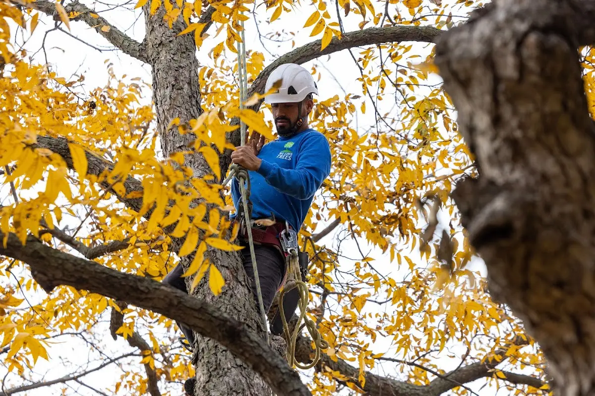 Skilled Tree Transplanting crew working in Camp Hill